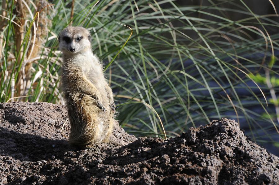 Animal Kingdom - 'Africa'; Meerkats