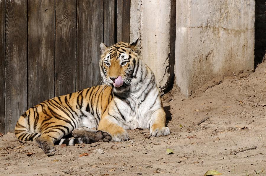 Animal Kingdom - 'Asia'; Tiger
