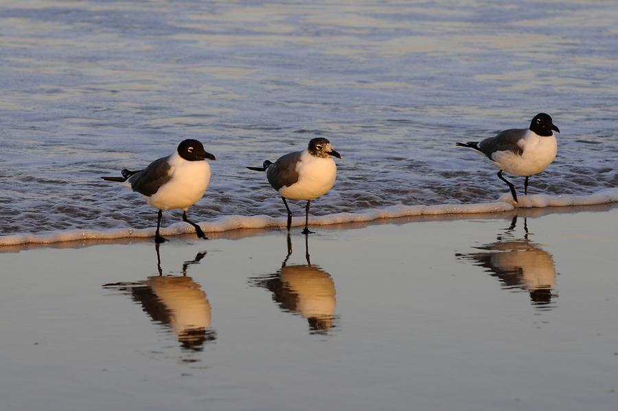 Daytona Beach - Waterbirds