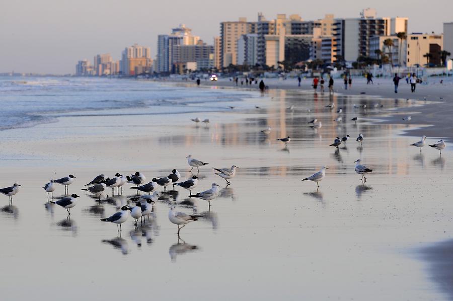 Daytona Beach - Waterbirds
