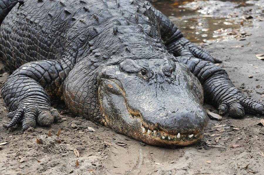 St. Augustine Alligator Farm Zoological Park - Alligator