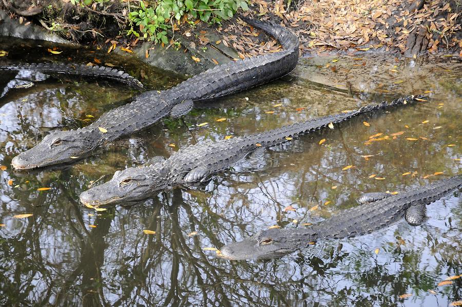 St. Augustine Alligator Farm Zoological Park - Alligators
