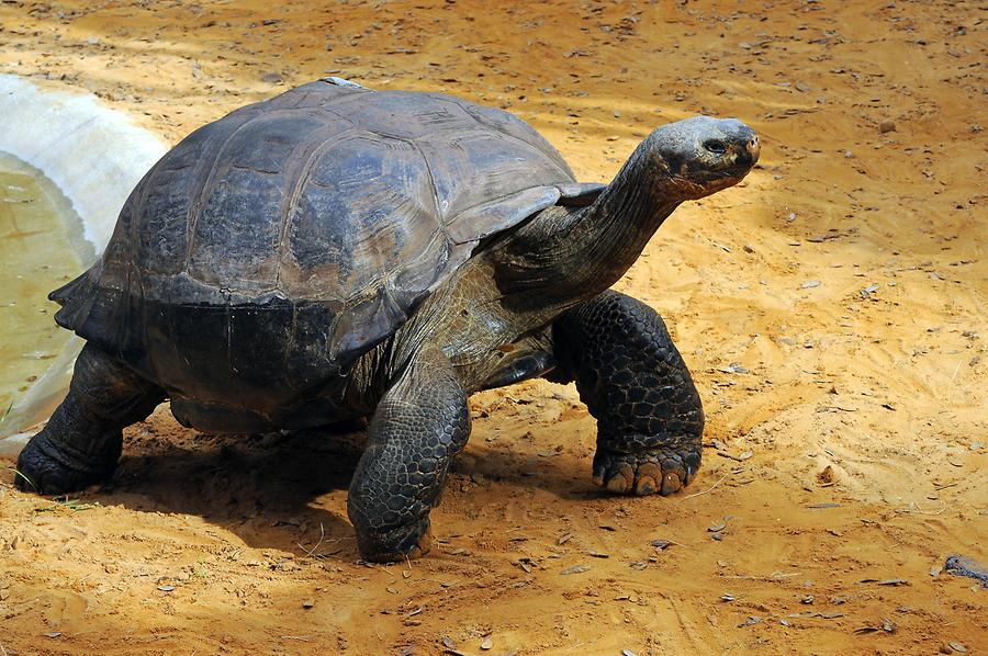 St. Augustine Alligator Farm Zoological Park - Giant Tortoise
