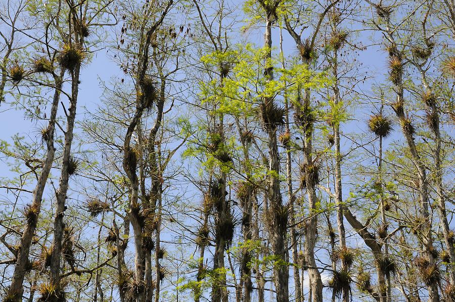 Big Cypress National Preserve - Hammock