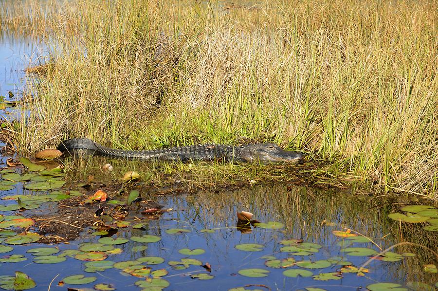 Everglades National Park - Alligator