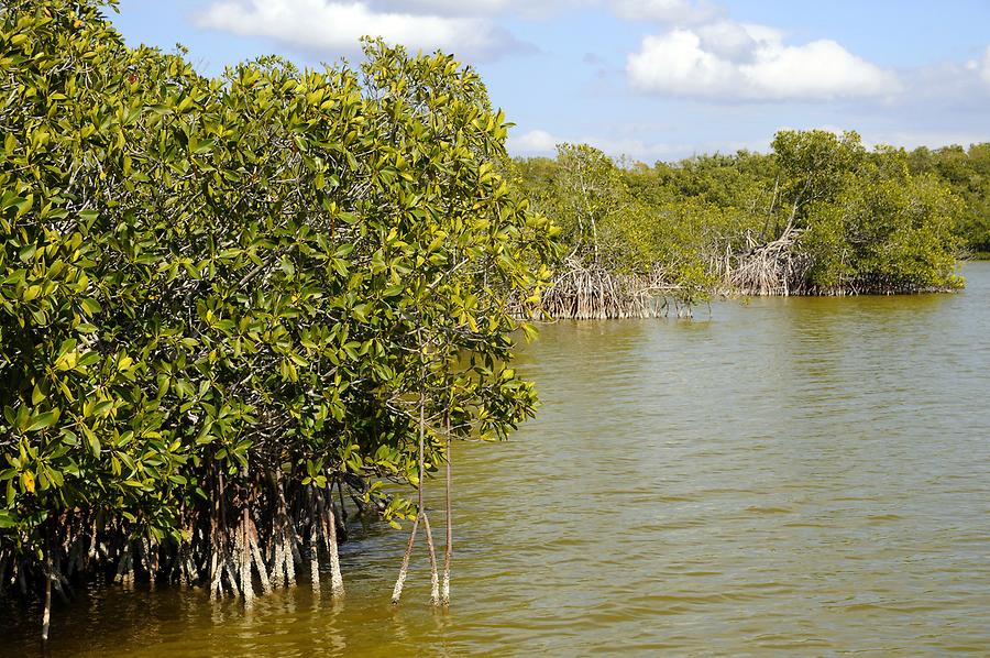 Everglades National Park - Mangroves