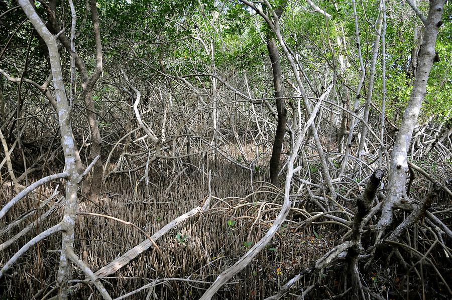 Everglades National Park - Mangroves