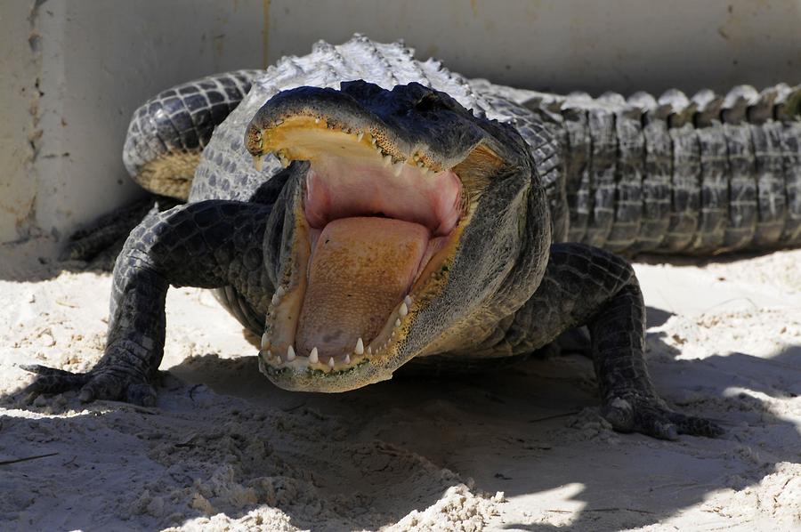 Everglades National Park - Miccosukee Village; Alligator Show