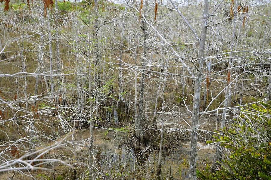 Everglades National Park - Swamp