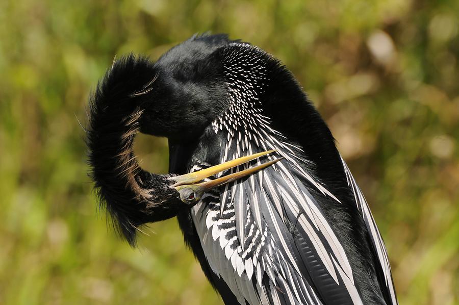 Everglades National Park - Water Bird