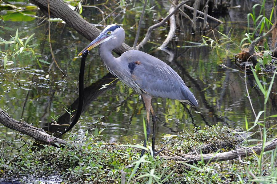 Everglades National Park - Water Bird