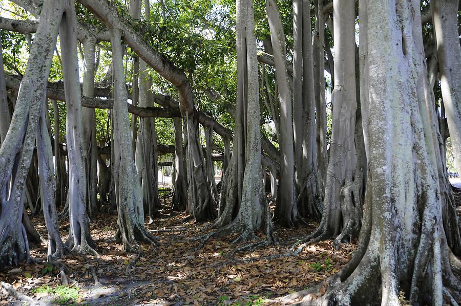 Fort Myers - Edison Winter Estate; Banyan Tree