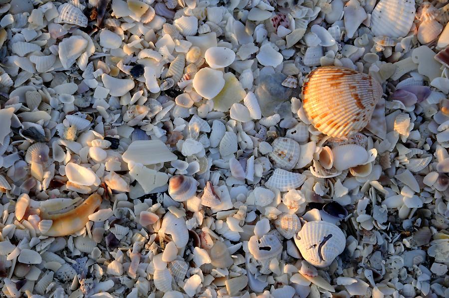 Sanibel Island - Beach; Shells