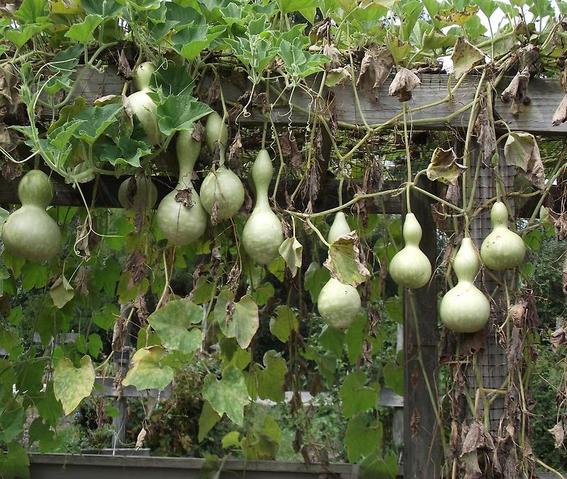 Ripening gourds
