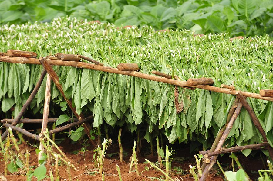 Colonial Williamsburg - Tobacco Farming