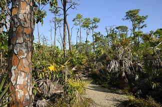 Big Pine Key - National Key Deer Refuge (1)