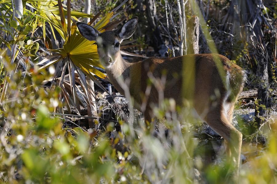 Big Pine Key - National Key Deer Refuge; Key Deer