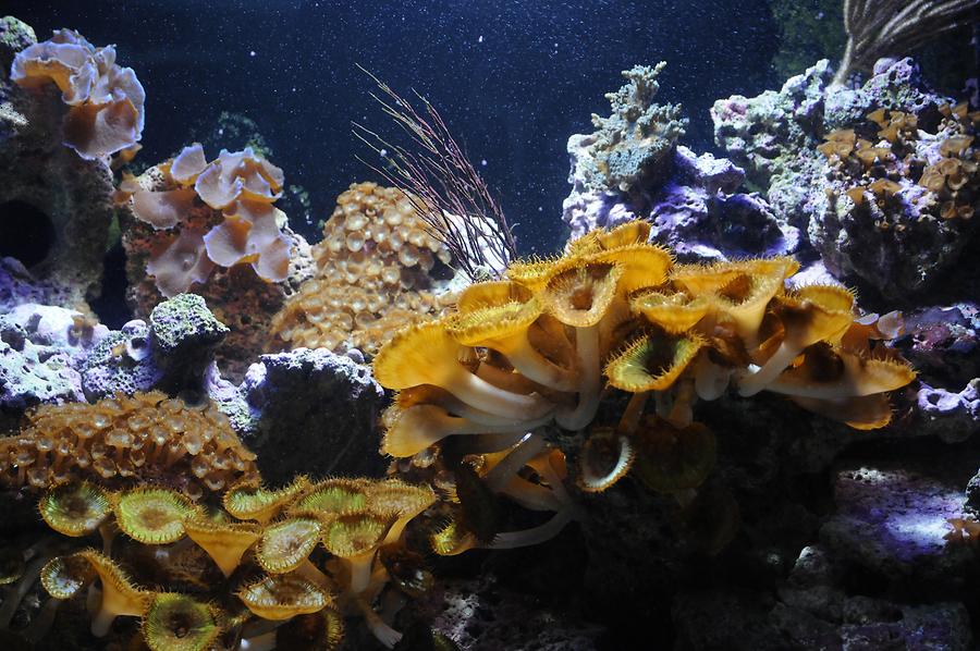 Key West - Aquarium; Corals