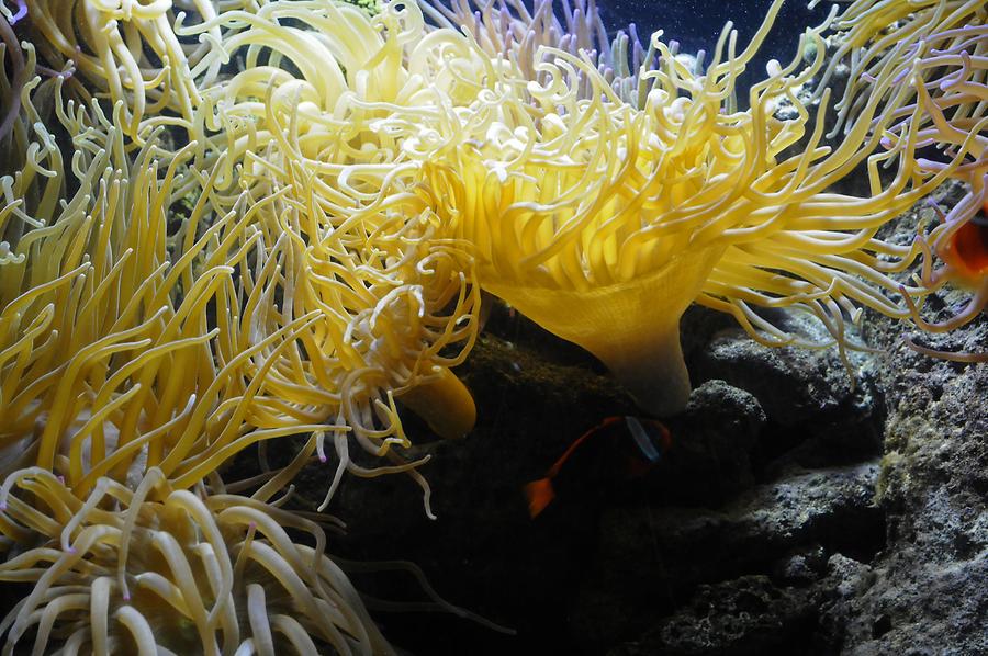 Key West - Aquarium; Corals
