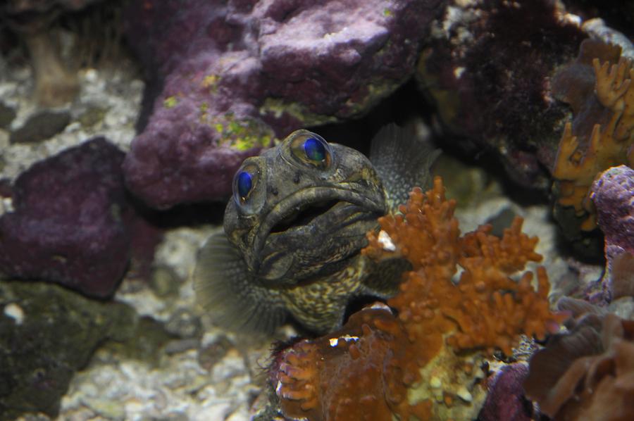 Key West - Aquarium; Fish