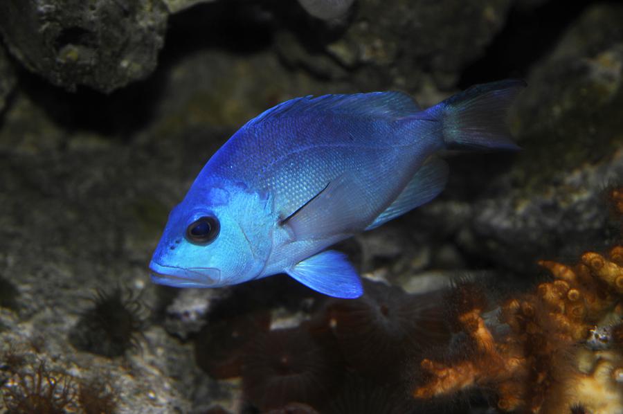 Key West - Aquarium; Fish