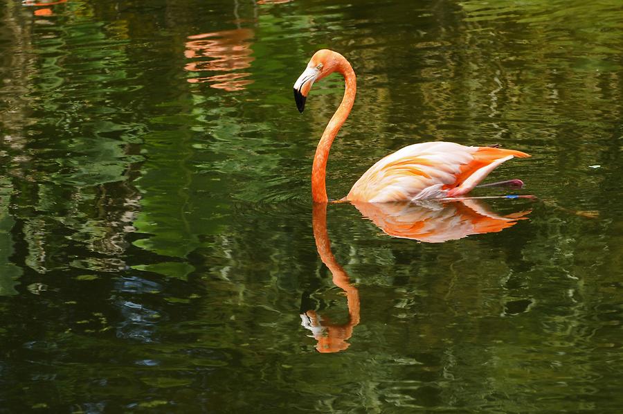 Jungle Island Eco-Adventure Park - Flamingo