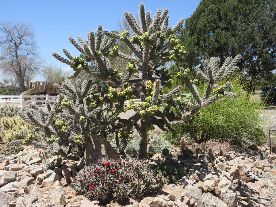 Santa Fe - Eldorado Community Center - Cholla Cactus
