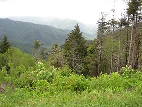 Great Smoky Mountains (1)