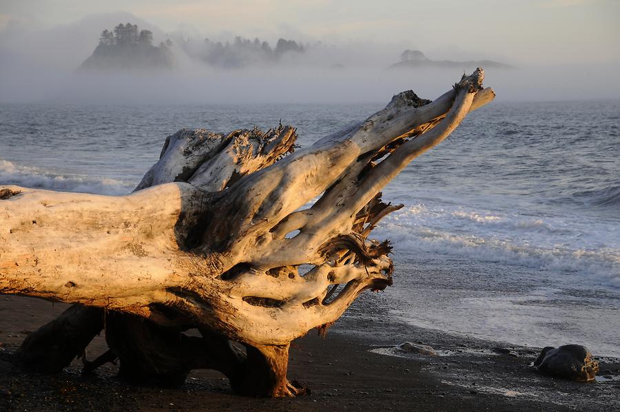 Rialto Beach - Driftwood