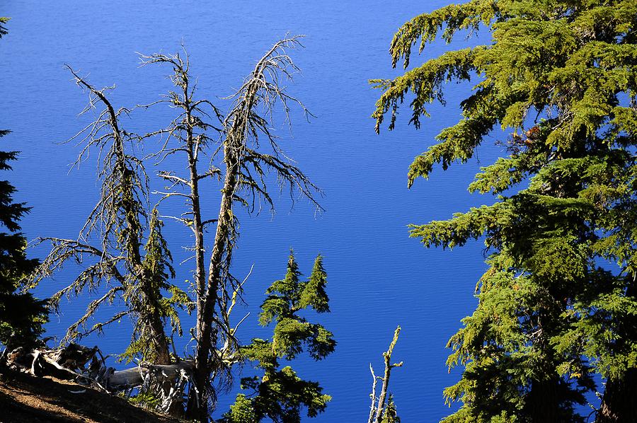 Crater Lake National Park - Trees
