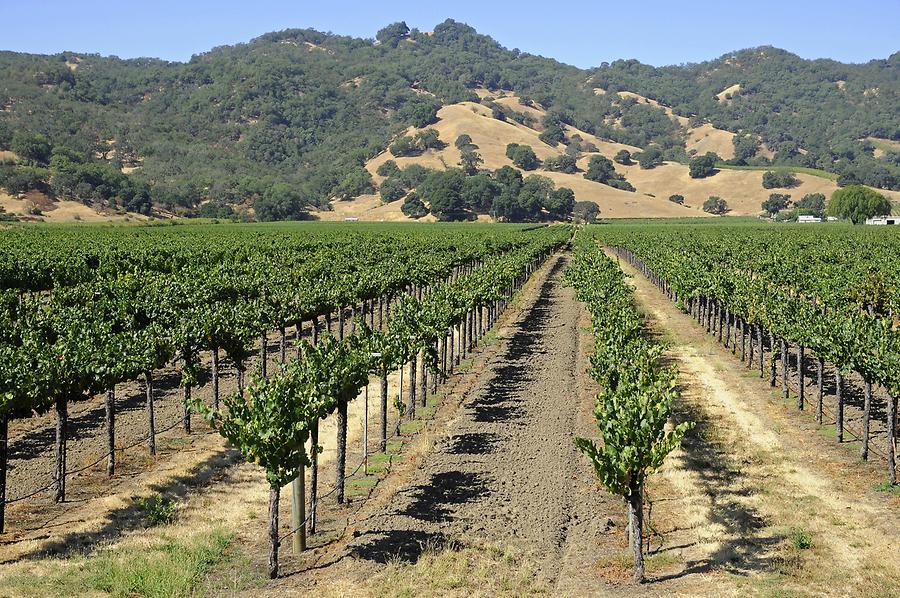 Vineyard near Santa Rosa