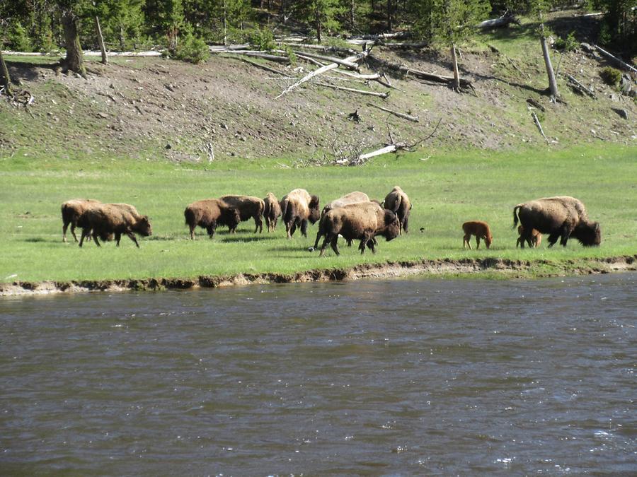 Yellowstone National Park - Bison Herd