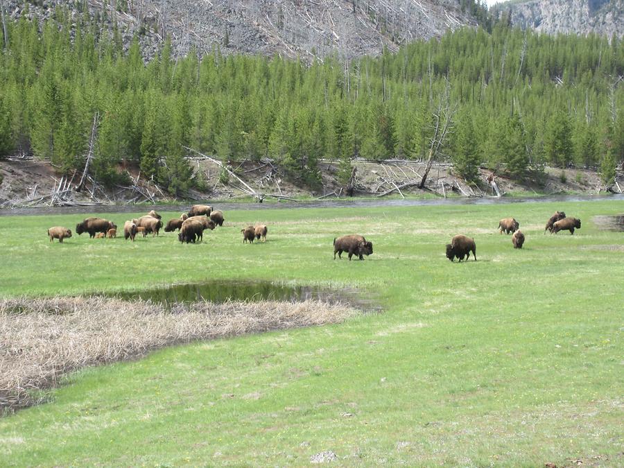 Yellowstone National Park - Bison Herd