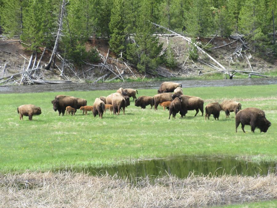 Yellowstone National Park - Bisons