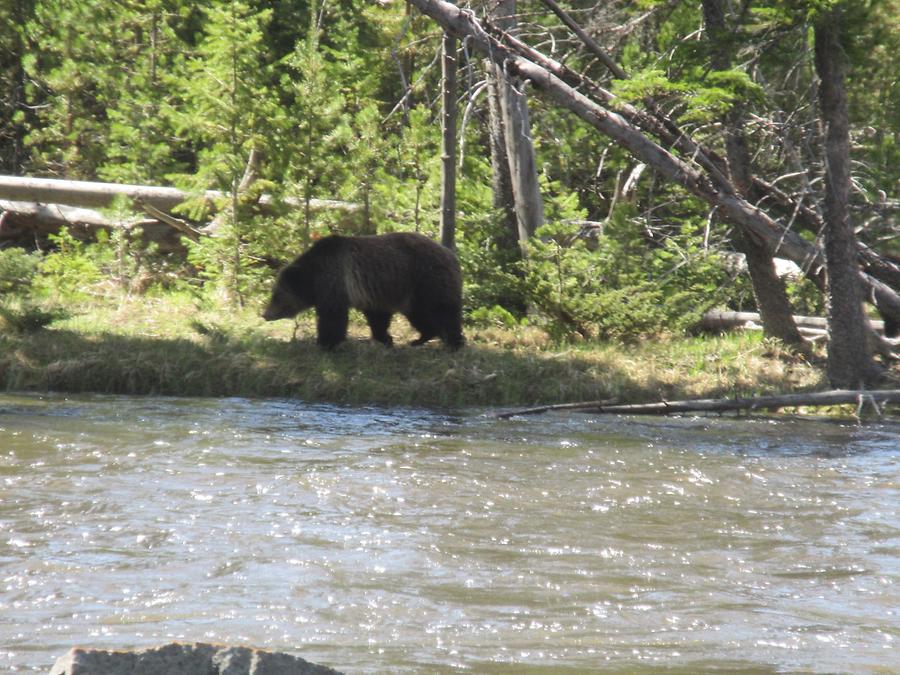 Yellowstone National Park - Grizzly