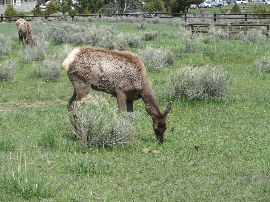 Yellowstone National Park - Mule Deer