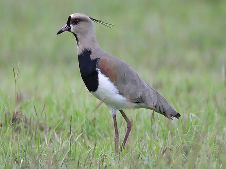 Lapwing, Foto: source: Wikicommons unter CC 