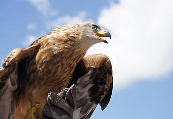 Golden Eagle, Foto source: PixaBay 
