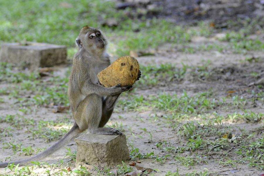 Macaque with Coconut
