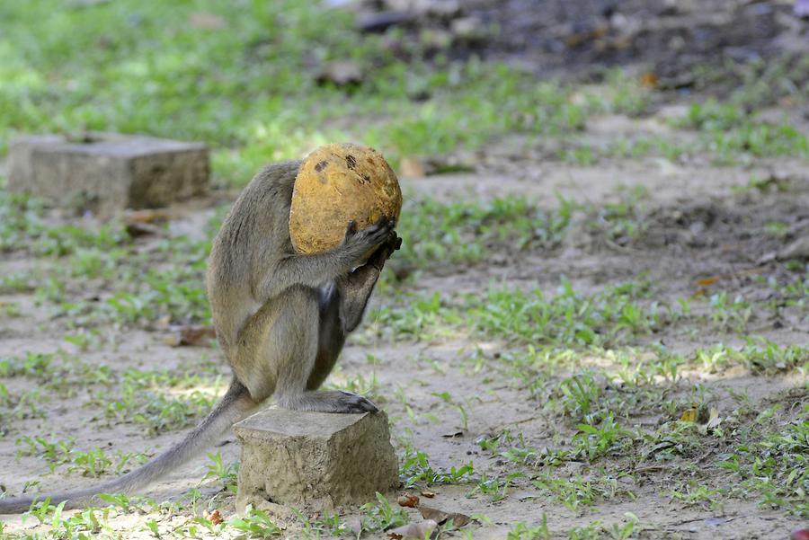 Macaque with Coconut