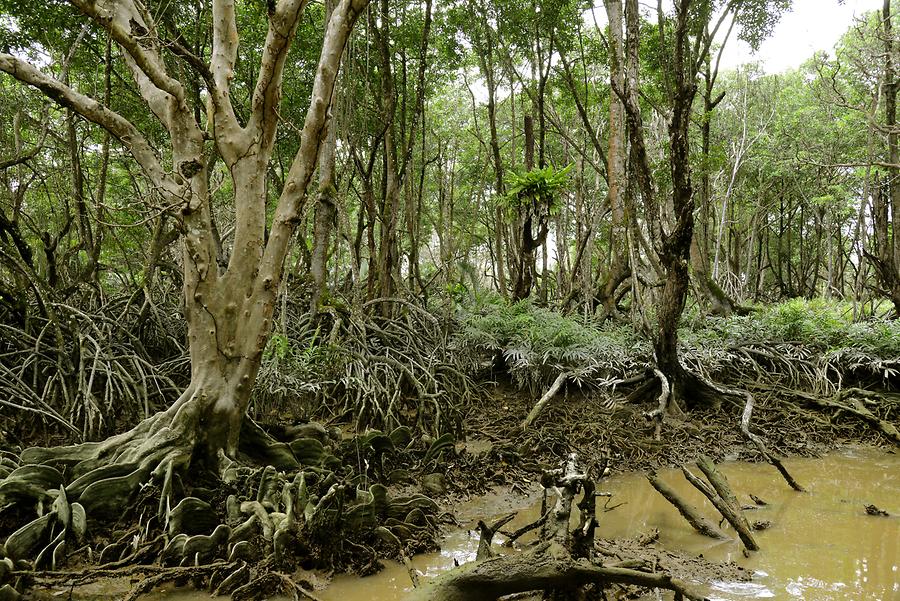 Sungai Brunei - Mangroves
