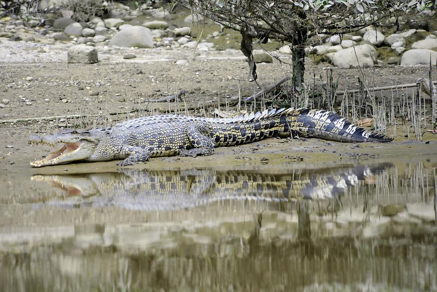 Sungai Brunei - Mangroves; Crocodile