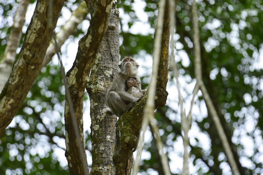 Sungai Brunei - Mangroves; Macaque