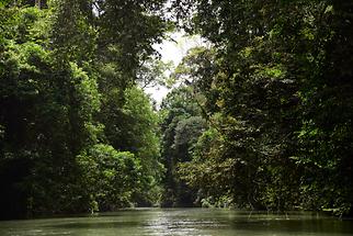 Jungle River (1)