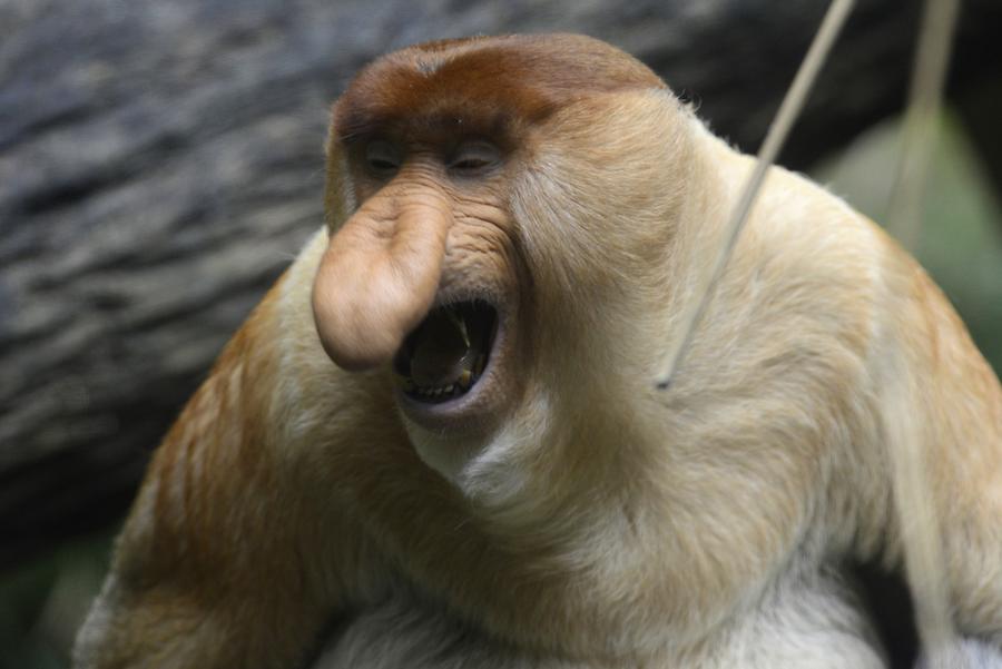 Long-Nosed Monkey