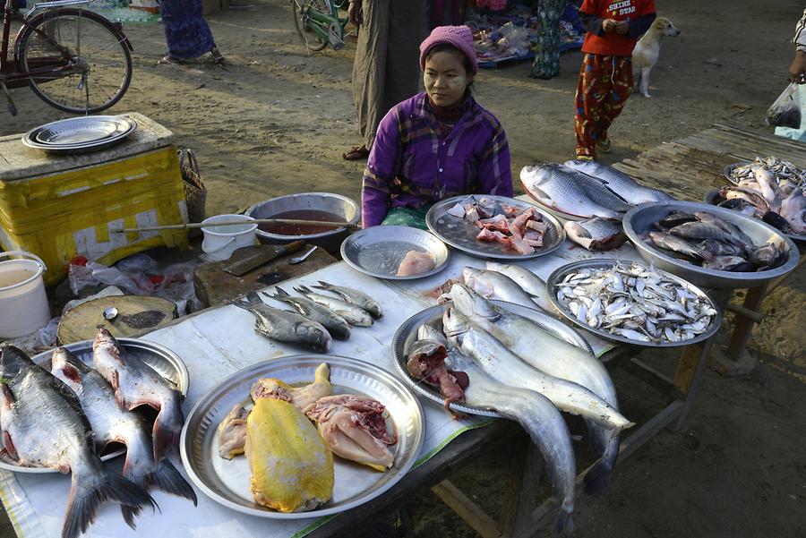 Fish Weekly Market Sagaing