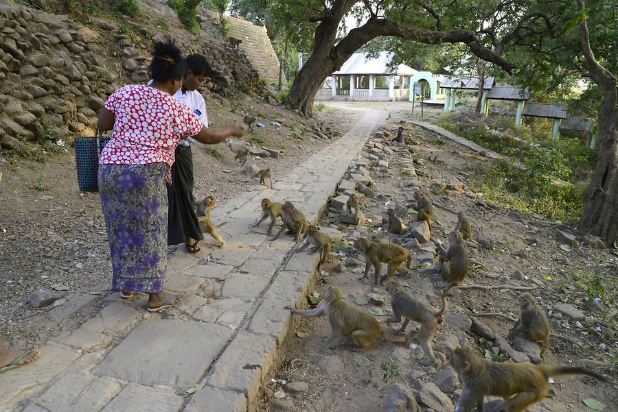 Monkeys Phowin Taung caves