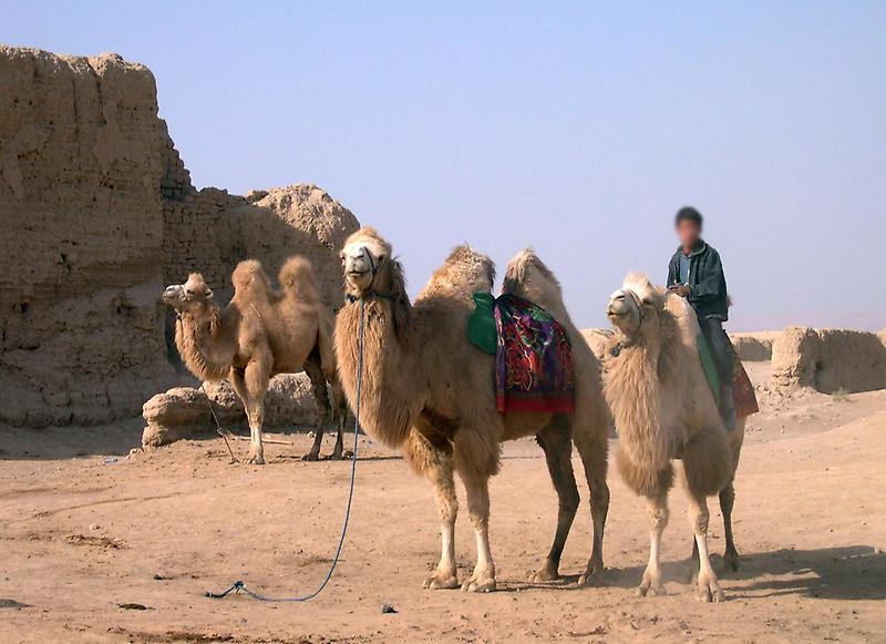 Camels, Gaochang