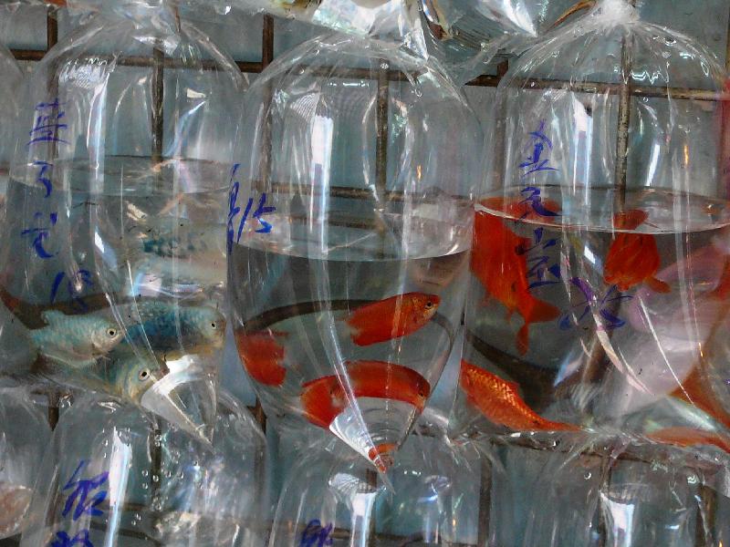 goldfish in plastic bags