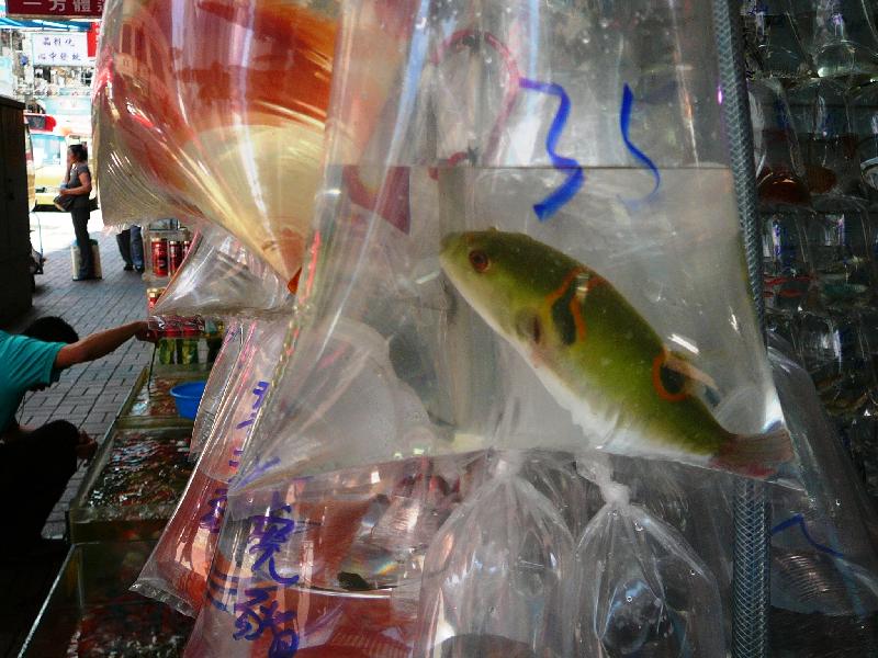fish in plastic bag